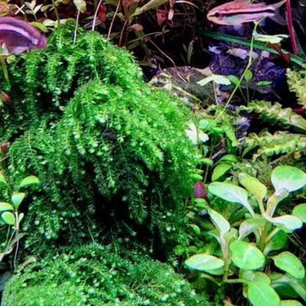 Callicostella Prabaktiana (large pouch) - Image 3