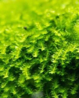 Callicostella Prabaktiana (large pouch)