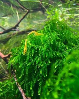 Callicostella Prabaktiana (large pouch)