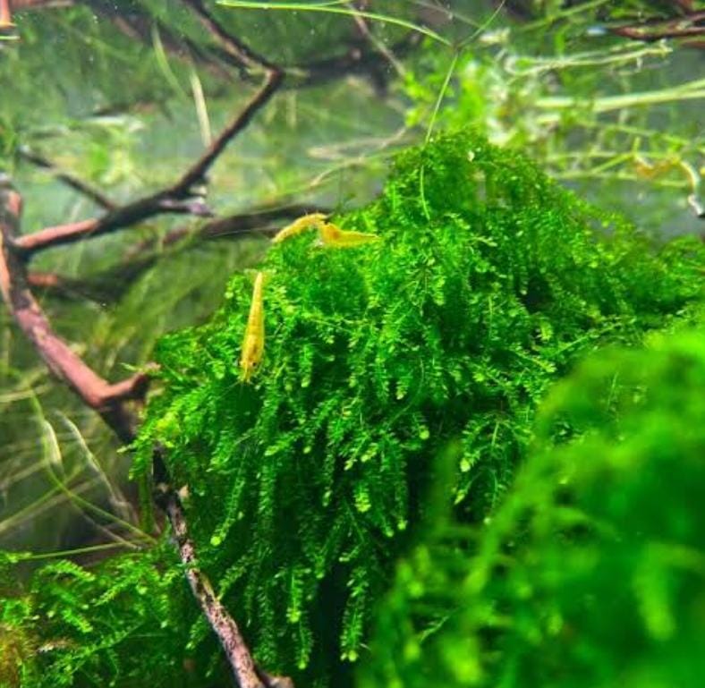 Callicostella Prabaktiana (large pouch) - Image 2