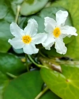 White snow flakes ( 25 plants)