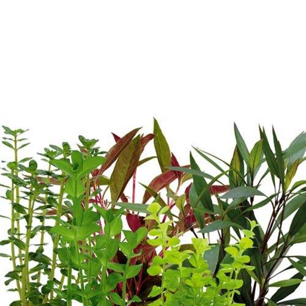 Mega aquatic plants wholesale combo (200 stems) - Image 5