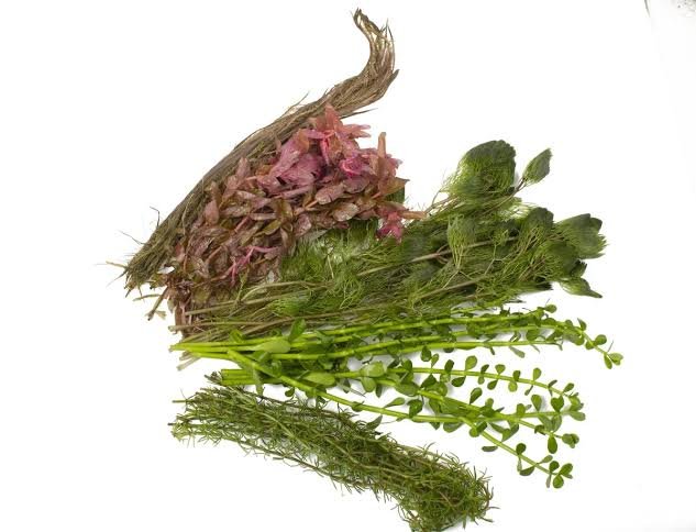 Mega aquatic plants wholesale combo (200 stems) - Image 4