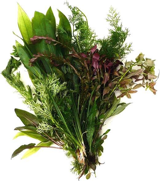 Mega aquatic plants wholesale combo (200 stems) - Image 6