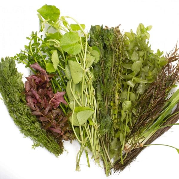 Mega aquatic plants wholesale combo (200 stems) - Image 3