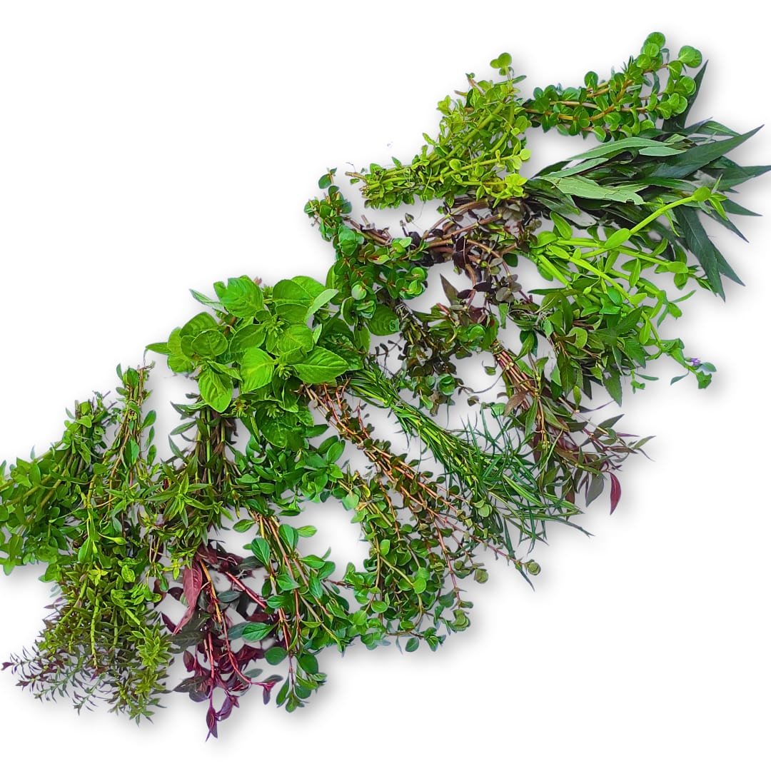 Mega aquatic plants wholesale combo (200 stems) - Image 2