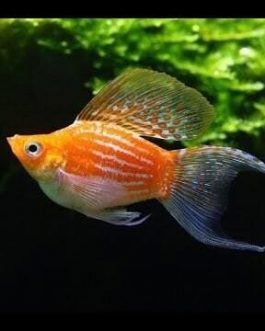 Golden moon tail balloon molly ( pair)