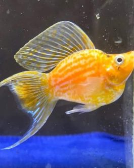 Golden moon tail balloon molly ( pair)