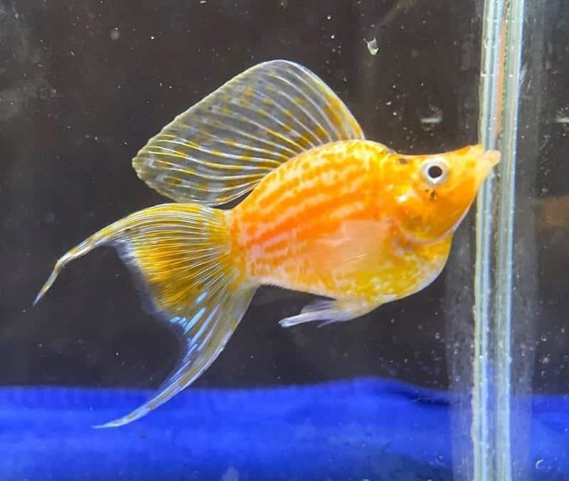 Golden moon tail balloon molly ( pair) - Image 2