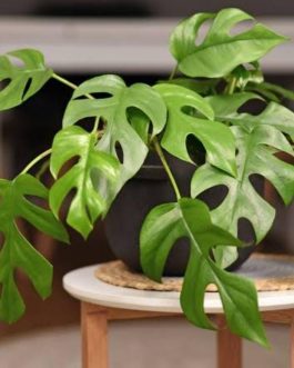 Monstera Delicosa Minima (small single plant pot)
