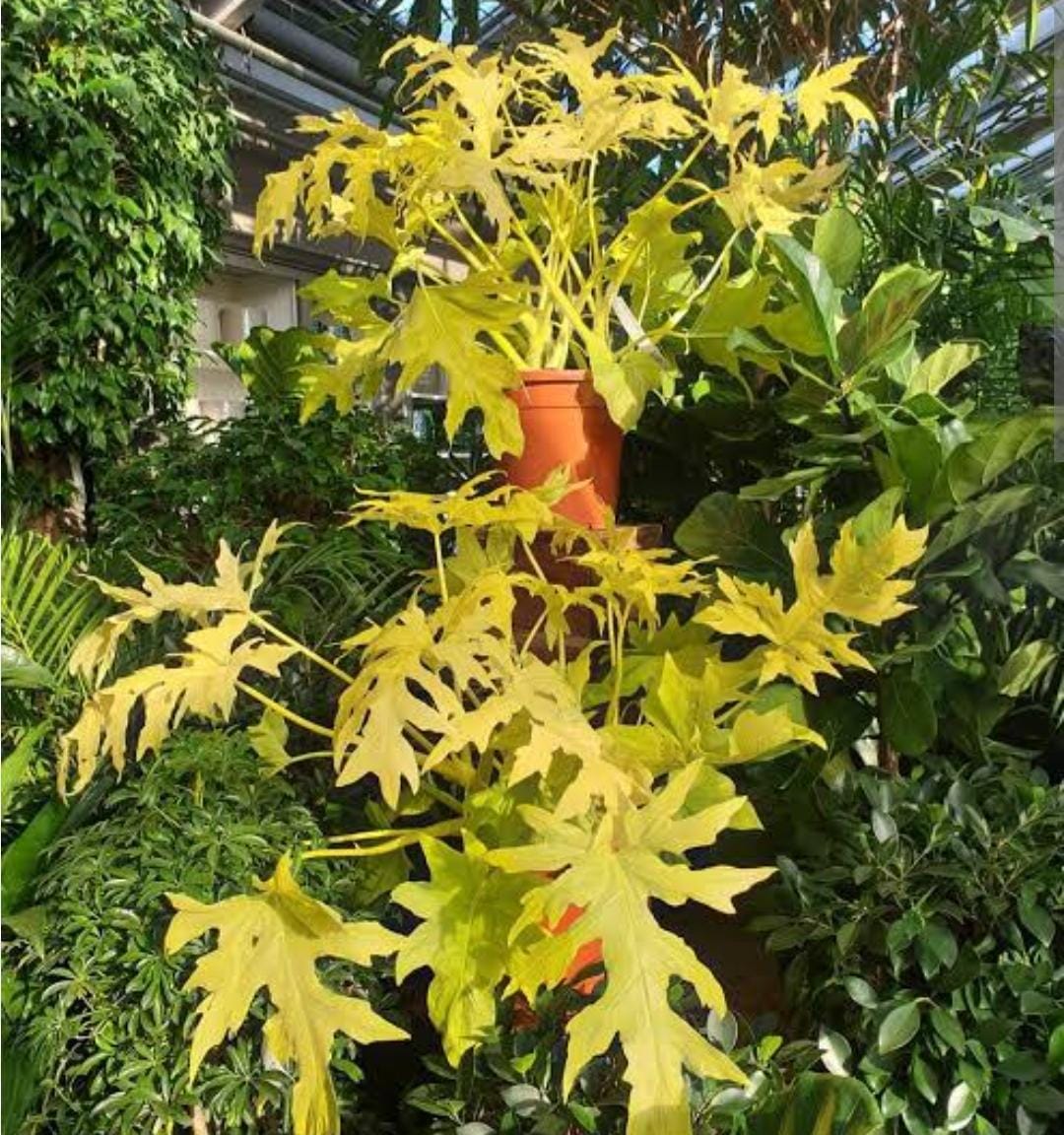 Philodendron Bipinnatifidum Selloum Gold (single plant pot) - Image 4