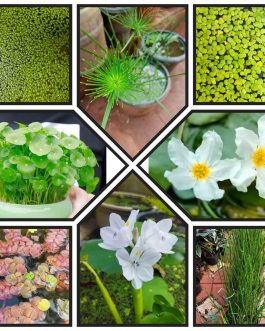 Pond plant combo 2 ( 8 plants)