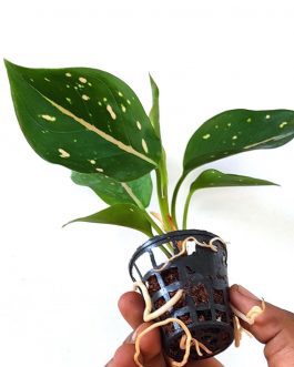 Aglaonema Eileen (single plant pot)