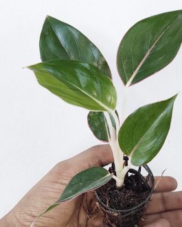 Aglaonema Sapphire Suzanne (single plant pot)