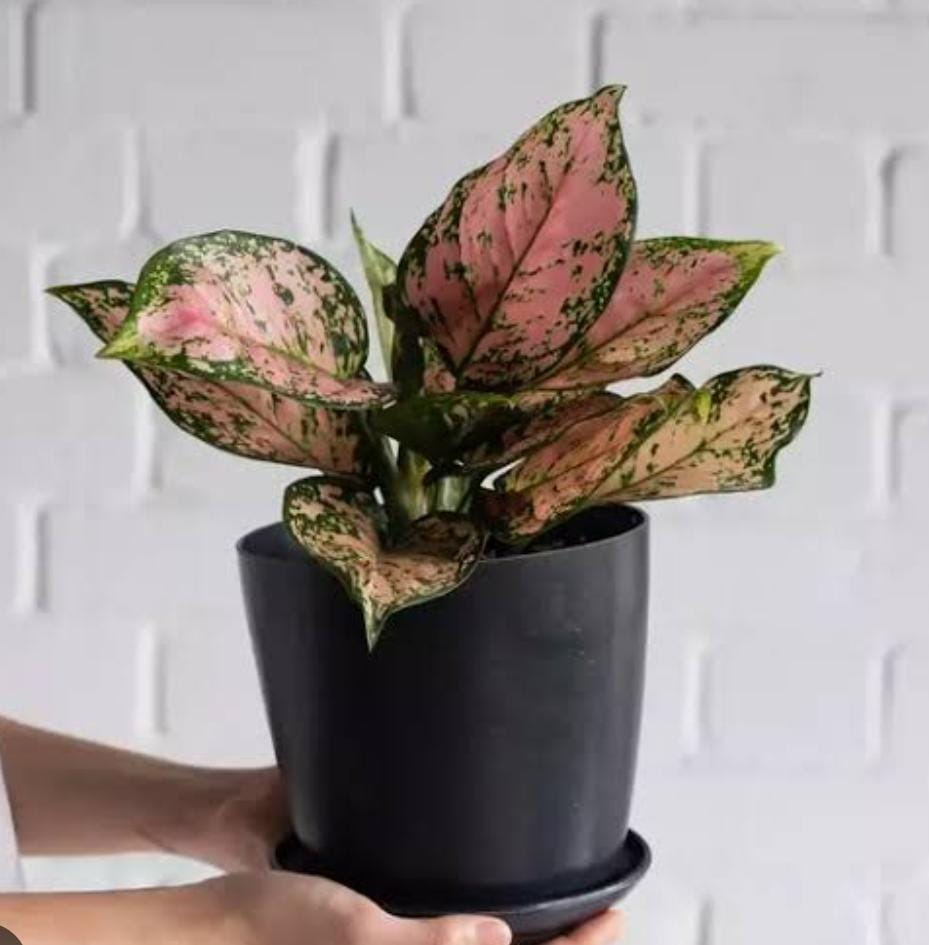 Aglaonema Anjamani (single plant pot) - Image 2