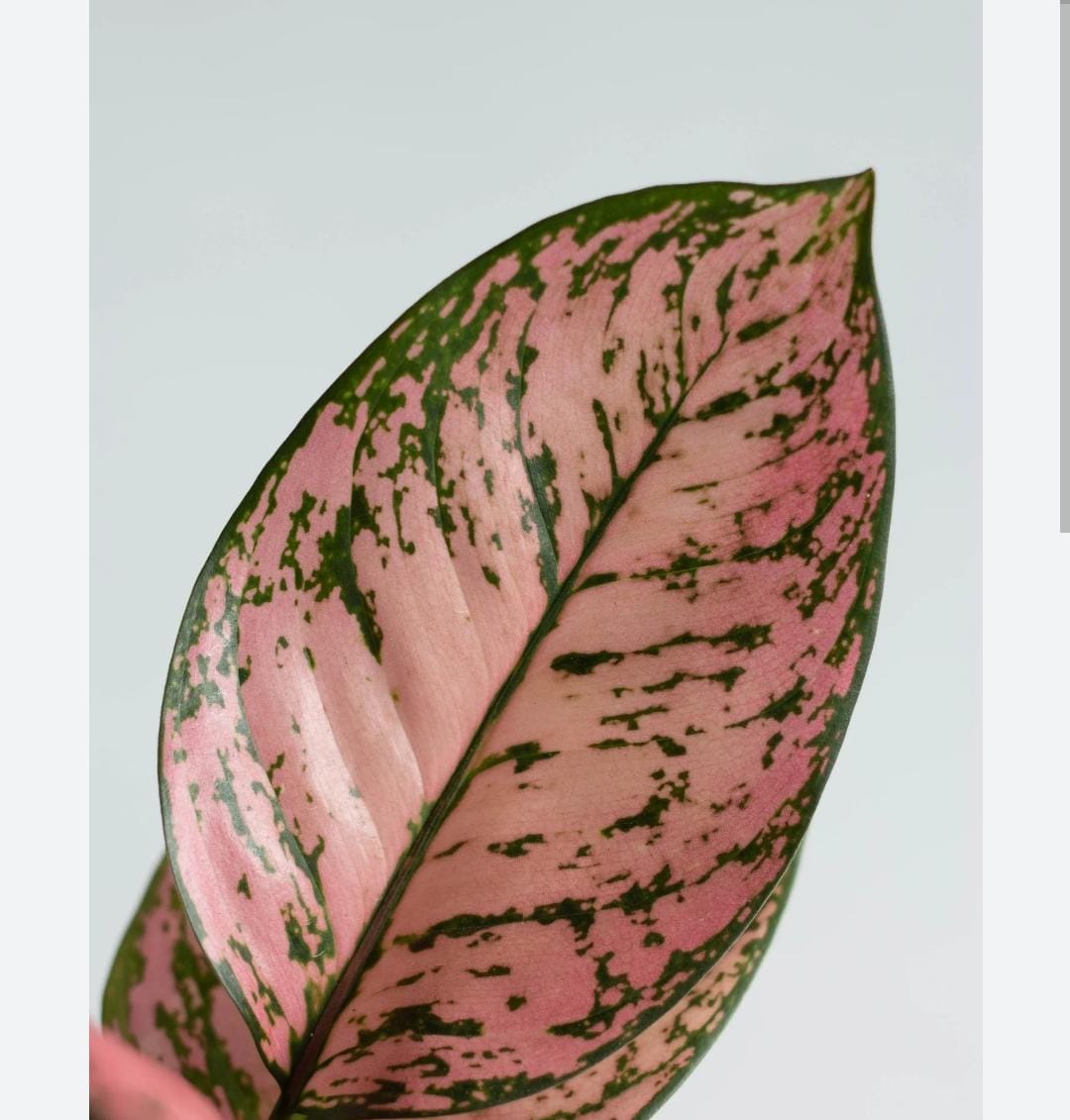 Aglaonema Anjamani (single plant pot) - Image 3
