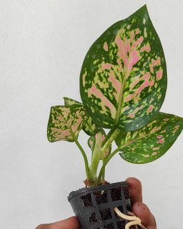 Aglaonema Anjamani (single plant pot)