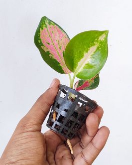 Aglaonema China Red (single plant pot)