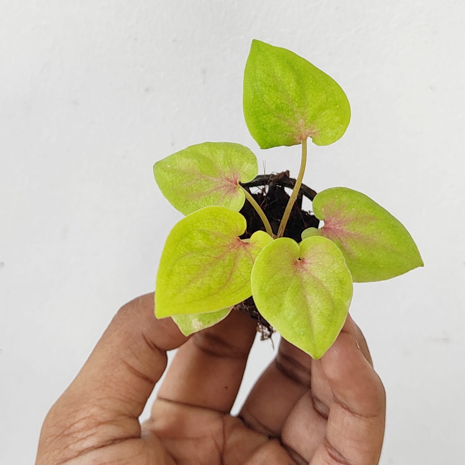 Caladium yellow blossom (single plant pot) - Image 2