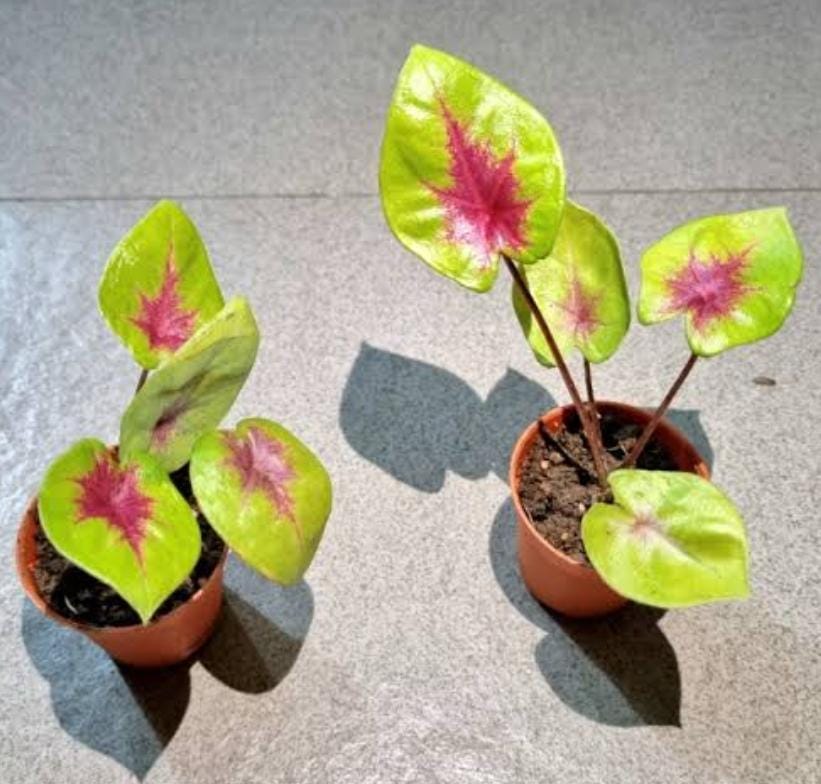 Caladium yellow blossom (single plant pot) - Image 3