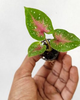 Caladium Red Flash Shining beauty (single plant pot)
