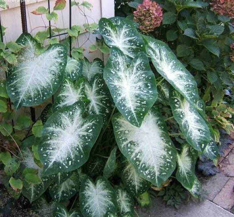 Caladium Stardust (single plant pot) - Image 4