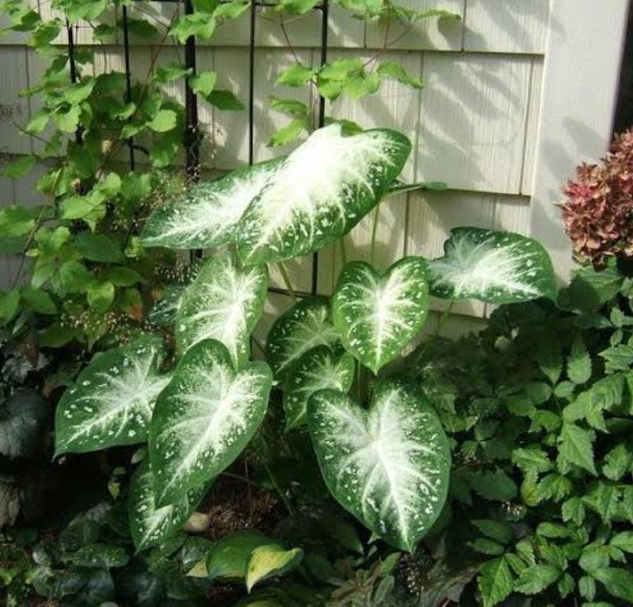 Caladium Stardust (single plant pot) - Image 3