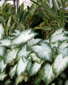 Caladium Stardust (single plant pot)