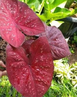 Caladium Heart Beauty (single plant jiffy)