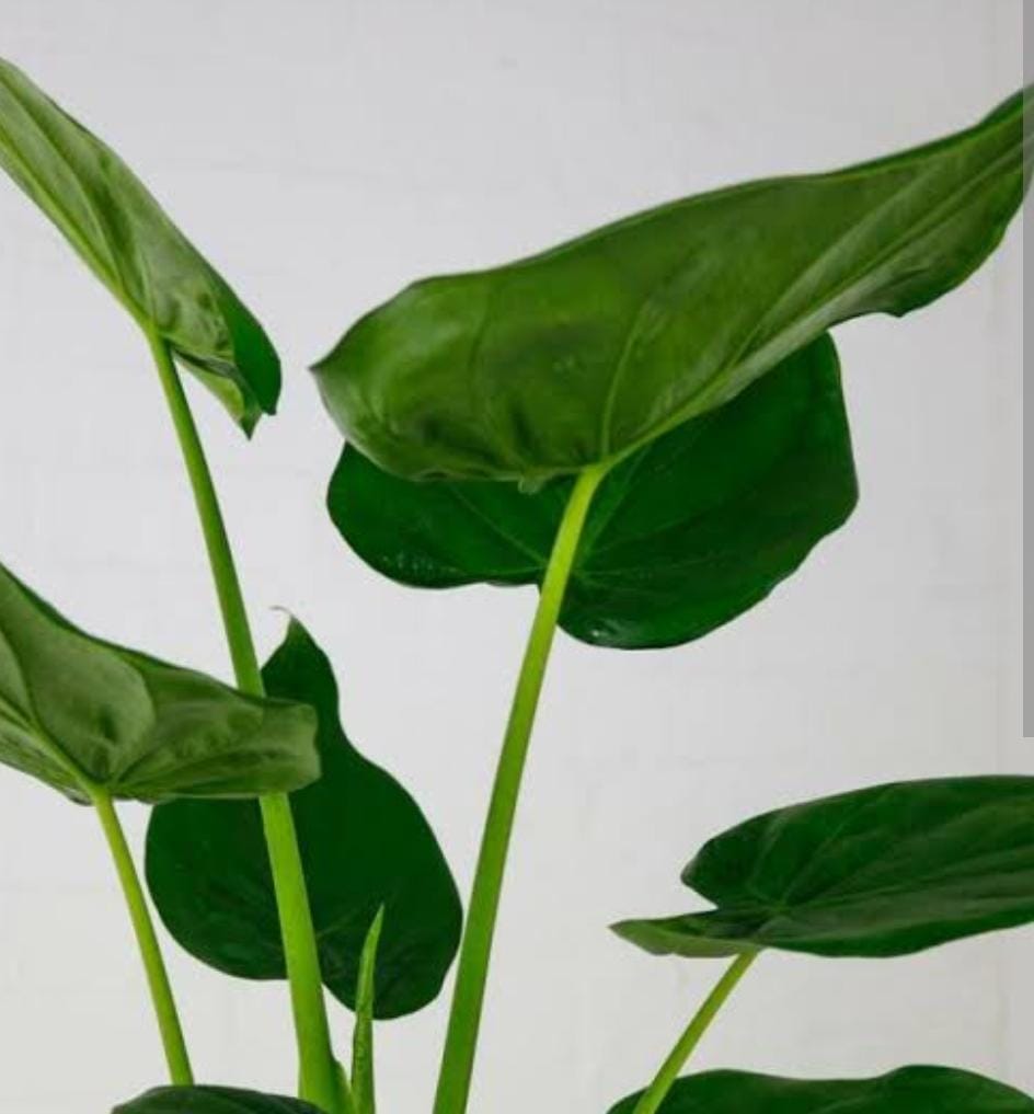Alocasia Cucullata (single plant pot) - Image 3