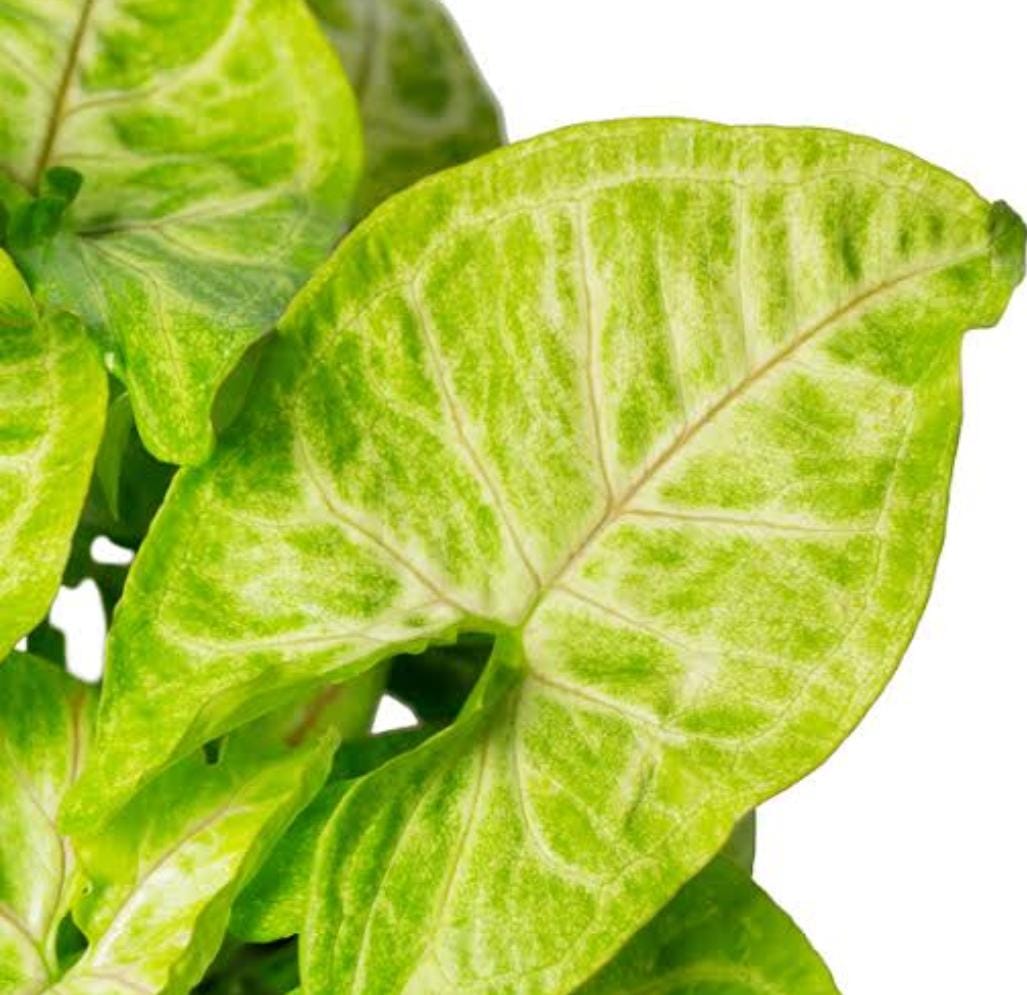 Syngonium Golden (single plant pot) - Image 3