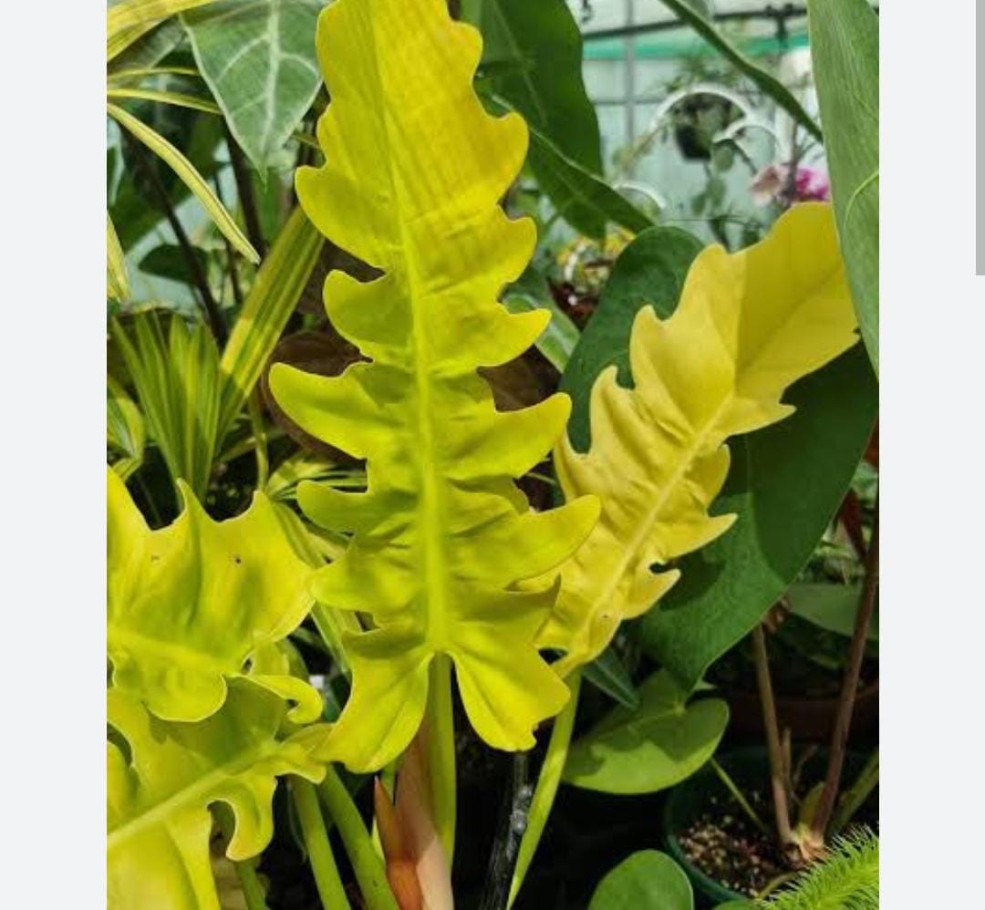 Philodendron Ring of Fire Gold (single plant pot) - Image 3