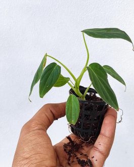 Philodendron Splendid (single plant pot)