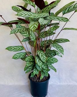 Ctenanthe setosa (small plant clump)