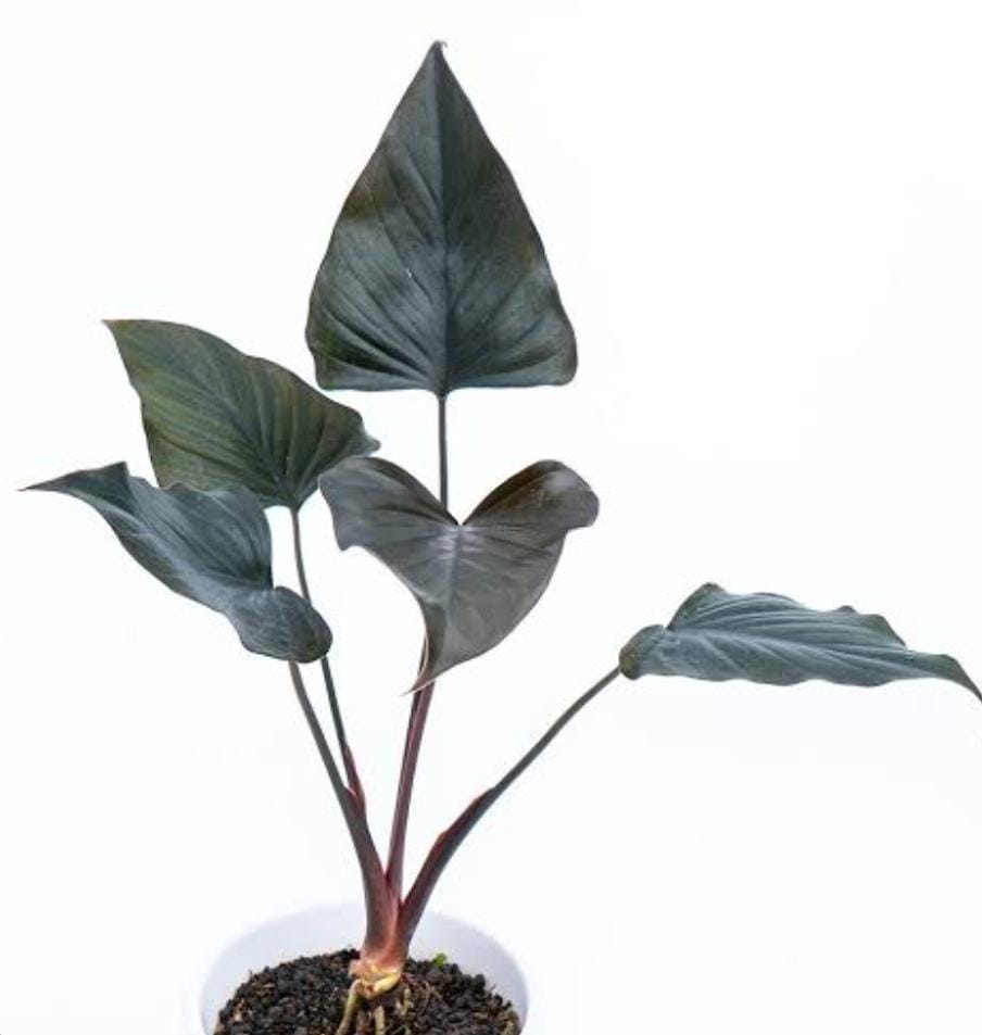 Homalomena Brown Chocolate (small plant pot) - Image 6