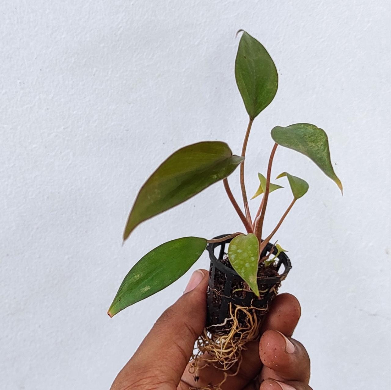 Homalomena Brown Chocolate (small plant pot) - Image 3