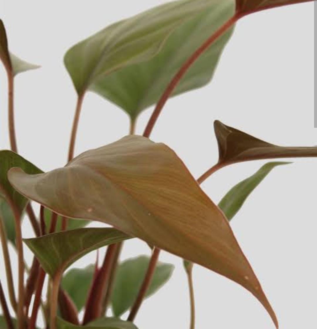 Homalomena Brown Chocolate (small plant pot) - Image 4