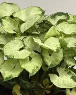 Syngonium Pixie (single plant pot)