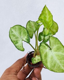 Syngonium Pixie (single plant pot)