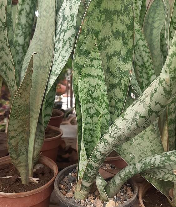 Sansevieria Masoniana (single plant pot) - Image 7