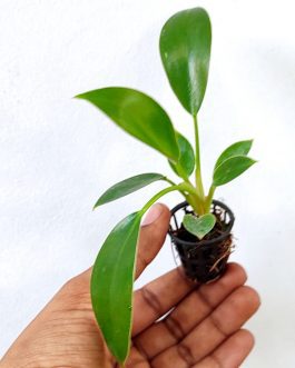 Philodendron Birkin Pink (single plant pot)