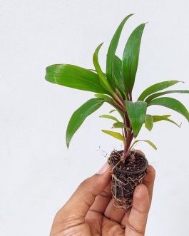 Cordyline Coffee (large plant )