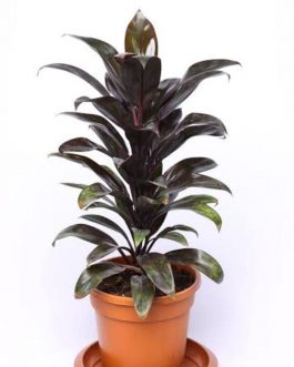 Cordyline Coffee (large plant )