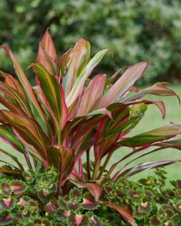 Cordyline Kiwika (single plant pot)