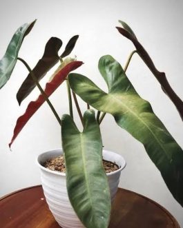 Philodendron Atabapoense (single plant pot)