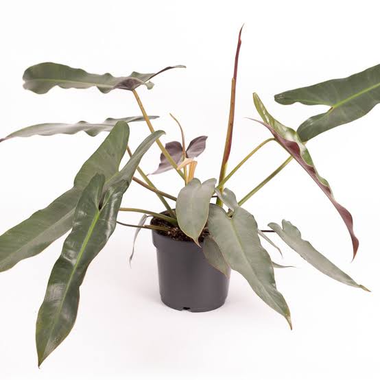 Philodendron Atabapoense (single plant pot) - Image 4