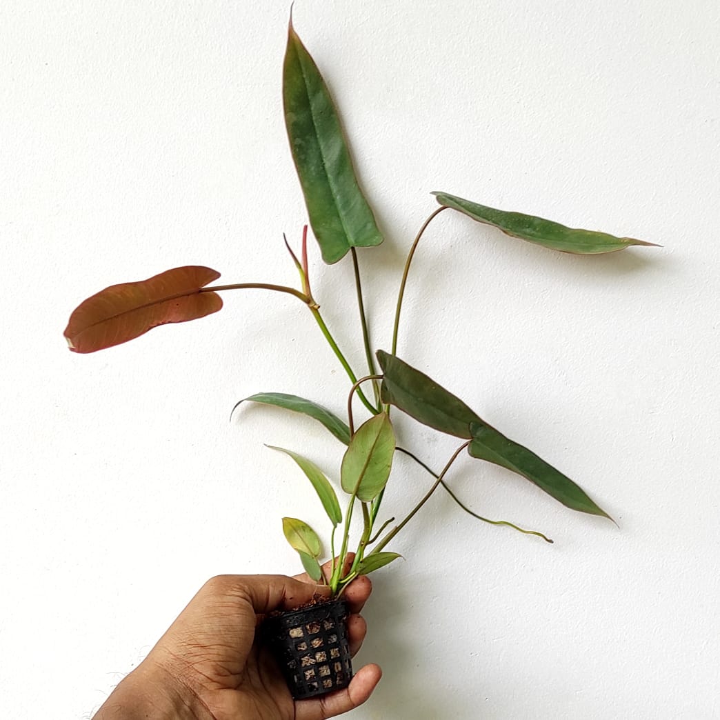 Philodendron Atabapoense (single plant pot) - Image 2