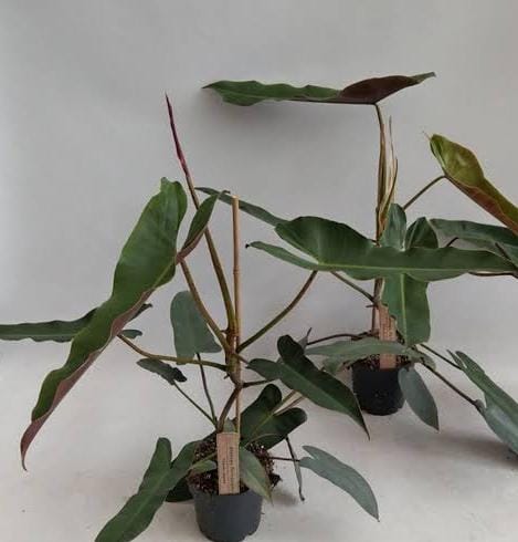 Philodendron Atabapoense (single plant pot) - Image 3