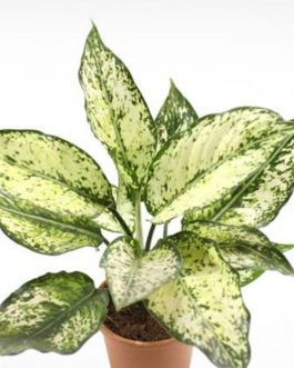 Aglaonema Snow White (small single plant pot)