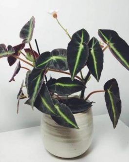 Begonia listada (single plant in jiffy)